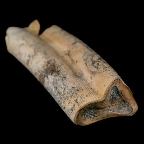 3" Giant Ground Sloth Lestodon Armatus Fossil Tooth Pleistocene Epoch South America - Fossil Age Minerals