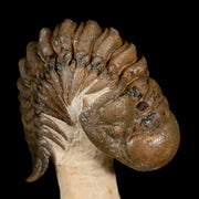 3.5" Crotalocephalus Gibbus Trilobite Fossil Morocco Devonian Age 400 Mil Yrs Old