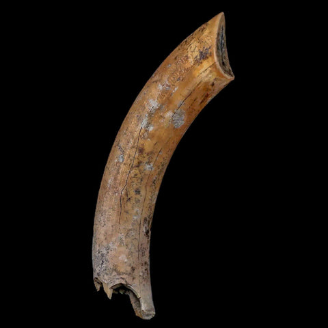 3.8" Giant Ground Sloth Lestodon Armatus Fossil Tooth Pleistocene Epoch South America - Fossil Age Minerals