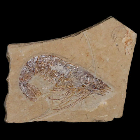 2.7" Fossil Shrimp Carpopenaeus Cretaceous Age 100 Mil Yrs Old Lebanon COA - Fossil Age Minerals