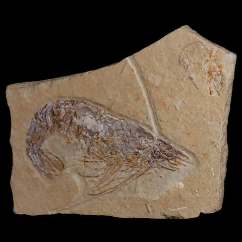 2.7" Fossil Shrimp Carpopenaeus Cretaceous Age 100 Mil Yrs Old Lebanon COA - Fossil Age Minerals