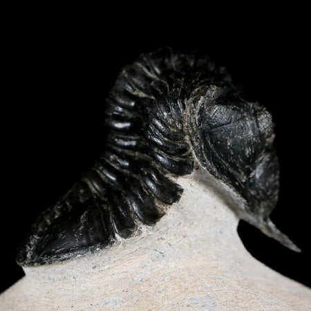 2.7" Morocconites Malladoides Trilobite FossilDevonian Age Ofaten Morocco COA