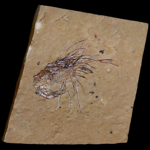 2.1" Fossil Shrimp Carpopenaeus Cretaceous Age 100 Mil Yrs Old Lebanon COA - Fossil Age Minerals