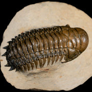 2.8" Crotalocephalus Gibbus Trilobite Fossil Morocco Devonian Age 400 Mil Yrs Old
