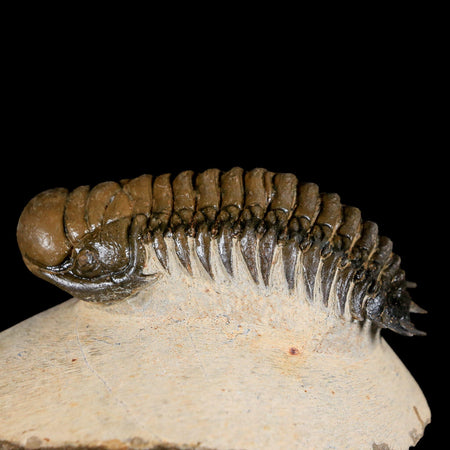 2.8" Crotalocephalus Gibbus Trilobite Fossil Morocco Devonian Age 400 Mil Yrs Old
