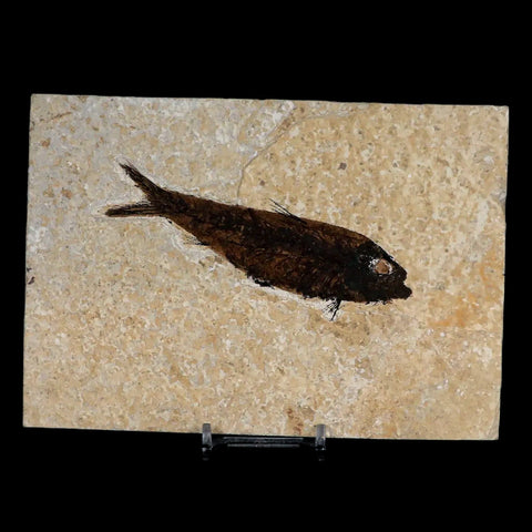 XL 4.4" Knightia Eocaena Fossil Fish Green River FM WY Eocene Age COA & Stand - Fossil Age Minerals
