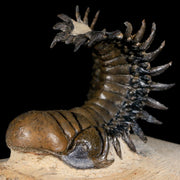 3.8" Crotalocephalus Gibbus Trilobite Fossil Morocco Devonian Age 400 Mil Yrs Old