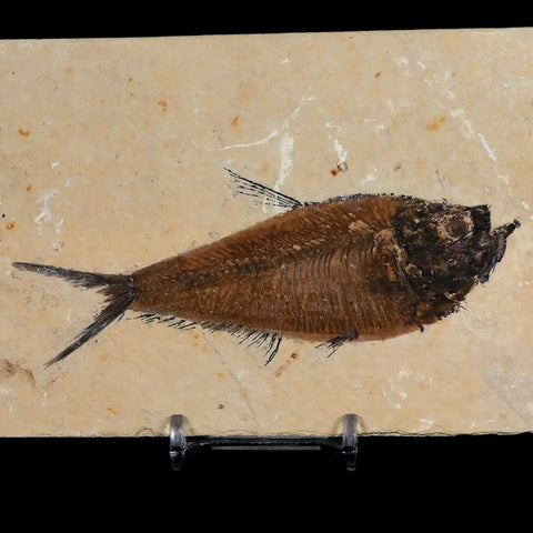 4.5" Diplomystus Dentatus Fossil Fish Green River FM WY Eocene Age COA, Stand - Fossil Age Minerals