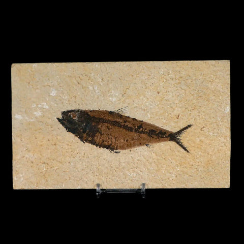 XL 4.8" Knightia Eocaena Fossil Fish Green River FM WY Eocene Age COA & Stand - Fossil Age Minerals