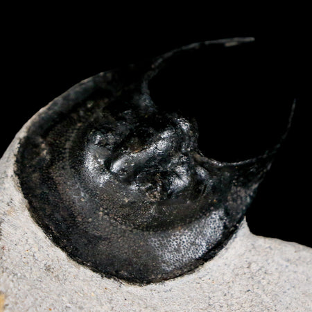 1.7" Harpes Perradiatus Trilobite Fossil Devonian Age Boudib Morocco COA