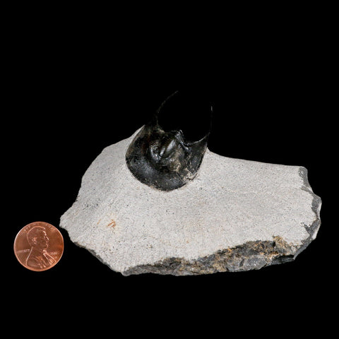 1.7" Harpes Perradiatus Trilobite Fossil Devonian Age Boudib Morocco COA - Fossil Age Minerals