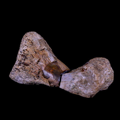 2" Rare Raptor Fossil Toe Bone Crystal Center Judith River FM Cretaceous Dinosaur MT - Fossil Age Minerals