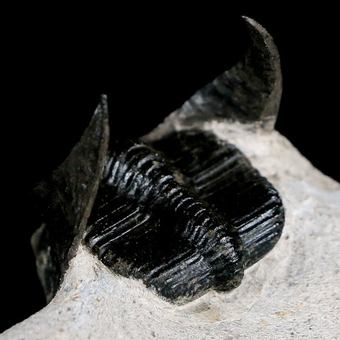1.7" Harpes Perradiatus Trilobite Fossil Devonian Age Boudib Morocco COA - Fossil Age Minerals