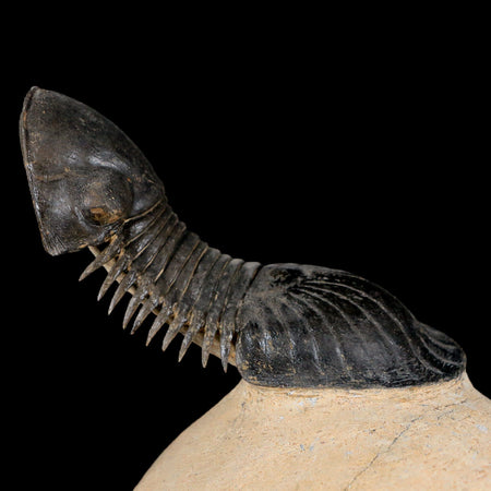 3.7" Paralejurus Hamlagdadicus Trilobite Fossil Morocco Devonian Age 400 Mil Yrs COA