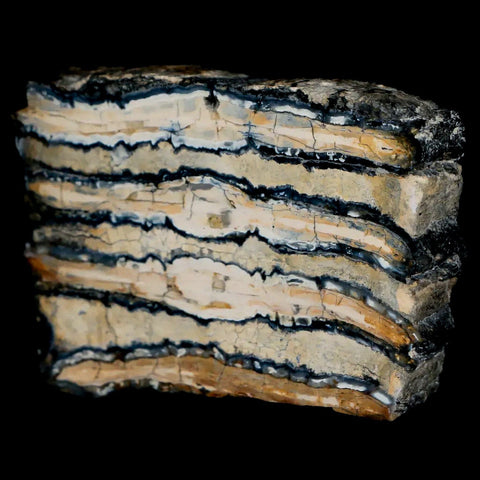 2.8" Mammoth Tooth Cross Section Pleistocene Age Hawthorne Formation - Fossil Age Minerals