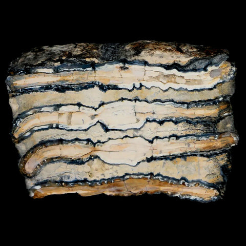2.8" Mammoth Tooth Cross Section Pleistocene Age Hawthorne Formation - Fossil Age Minerals