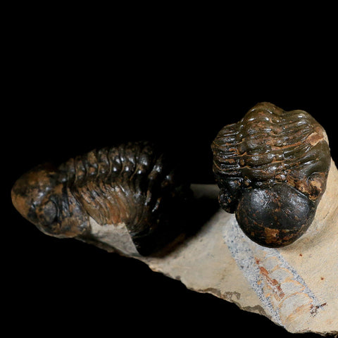 Two 3.4" Reedops Cephalotes Trilobite Fossil Devonian Age Lghaft Morocco COA - Fossil Age Minerals