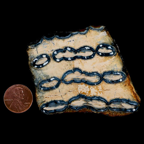 2.5" Mammoth Tooth Cross Section Pleistocene Age Hawthorne Formation - Fossil Age Minerals