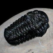 Two 2.7" Phacops Boeckops Stelcki Trilobite Fossil Devonian Age Morocco COA