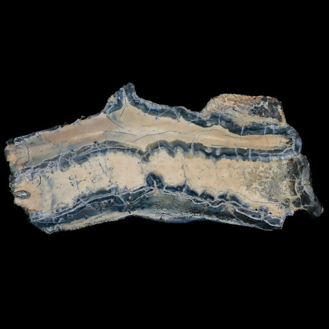3" Mammoth Tooth Cross Section In Riker Display Pleistocene Age Hawthorne FM - Fossil Age Minerals