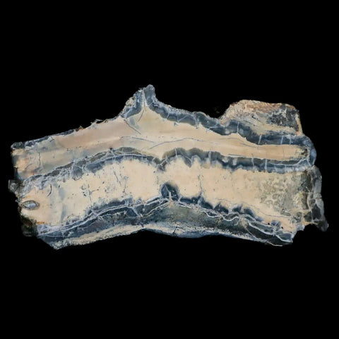 3" Mammoth Tooth Cross Section In Riker Display Pleistocene Age Hawthorne FM - Fossil Age Minerals