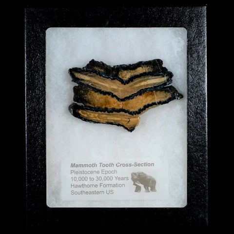 2.9" Mammoth Tooth Cross Section In Riker Display Pleistocene Age Hawthorne FM - Fossil Age Minerals