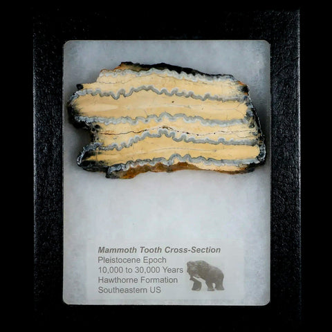 3.4" Mammoth Tooth Cross Section In Riker Display Pleistocene Age Hawthorne FM - Fossil Age Minerals