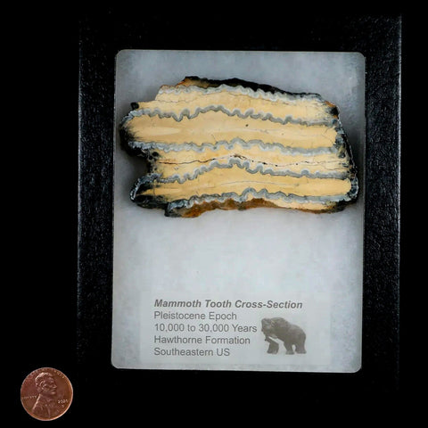 3.4" Mammoth Tooth Cross Section In Riker Display Pleistocene Age Hawthorne FM - Fossil Age Minerals