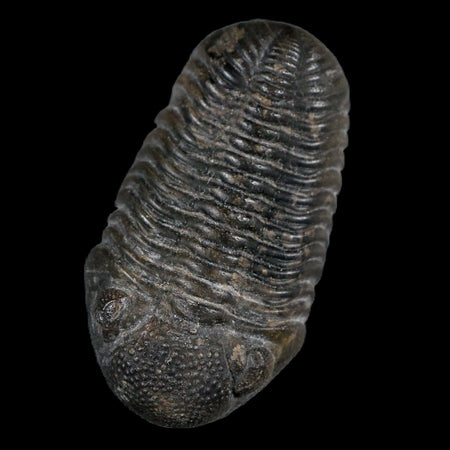 Two 1.5" Morocops Trilobite Fossil Devonian Age Lghaft Morocco 400 Mil Yrs Old COA