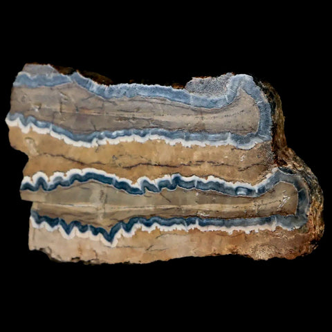 2.5" Mammoth Tooth Cross Section In Riker Display Pleistocene Age Hawthorne FM - Fossil Age Minerals
