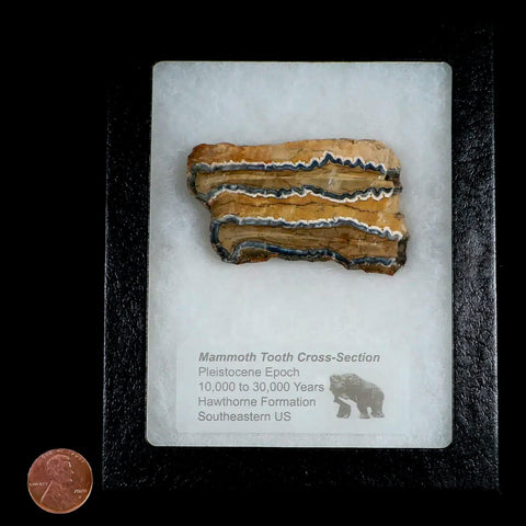 2.5" Mammoth Tooth Cross Section In Riker Display Pleistocene Age Hawthorne FM - Fossil Age Minerals