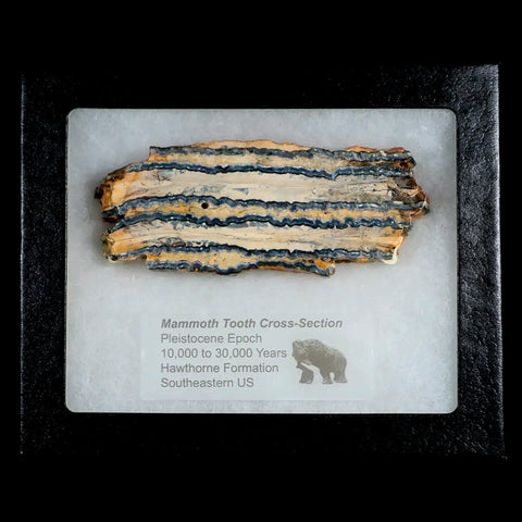 3.9" Mammoth Tooth Cross Section In Riker Display Pleistocene Age Hawthorne FM - Fossil Age Minerals