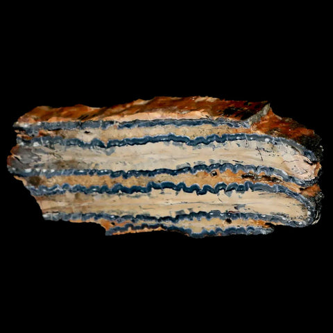3.9" Mammoth Tooth Cross Section In Riker Display Pleistocene Age Hawthorne FM - Fossil Age Minerals