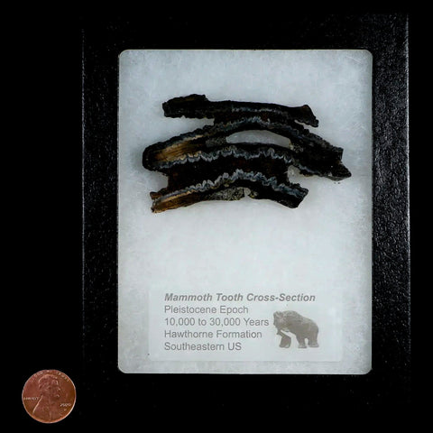 2.8" Mammoth Tooth Cross Section In Riker Display Pleistocene Age Hawthorne FM - Fossil Age Minerals
