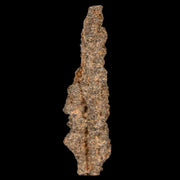 2" Fulgurite Petrified Lighting Strike Glass Sahara Desert Algeria