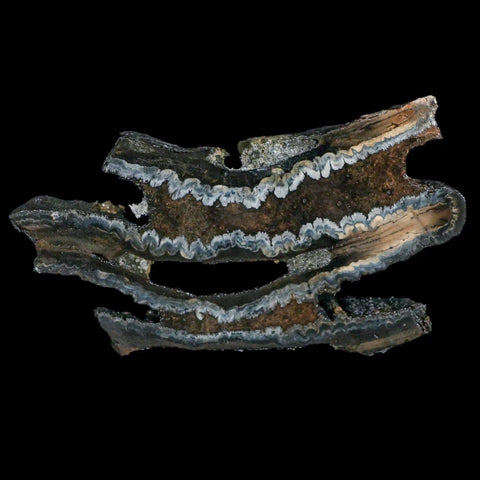 2.8" Mammoth Tooth Cross Section In Riker Display Pleistocene Age Hawthorne FM - Fossil Age Minerals