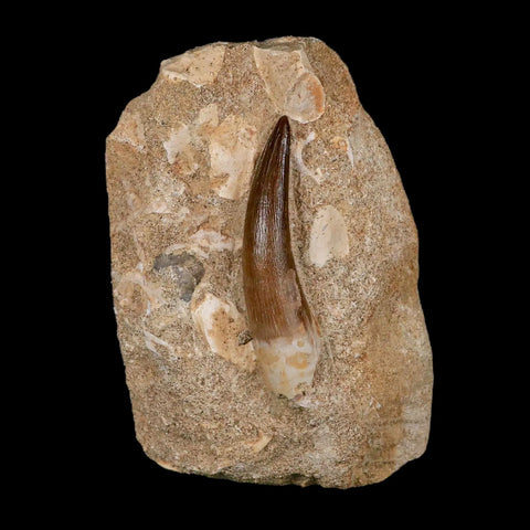 XL 2.3" Plesiosaur Zarafasaura Tooth Fossil In Matrix Cretaceous Dinosaur Era COA - Fossil Age Minerals