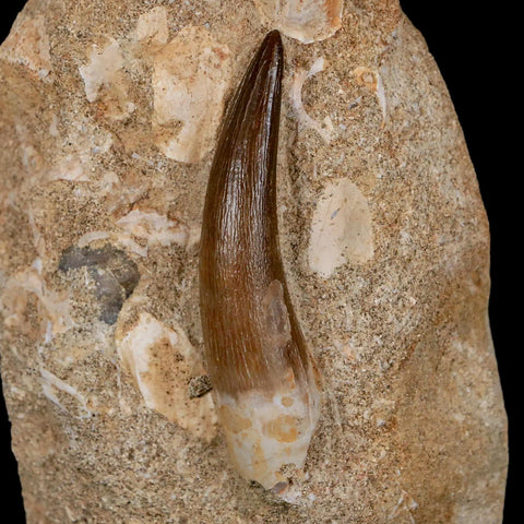 XL 2.3" Plesiosaur Zarafasaura Tooth Fossil In Matrix Cretaceous Dinosaur Era COA - Fossil Age Minerals