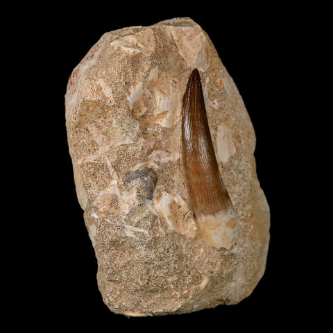 XL 2.3" Plesiosaur Zarafasaura Tooth Fossil In Matrix Cretaceous Dinosaur Era COA - Fossil Age Minerals