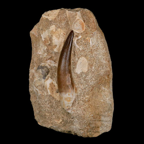 XL 2.3" Plesiosaur Zarafasaura Tooth Fossil In Matrix Cretaceous Dinosaur Era COA - Fossil Age Minerals