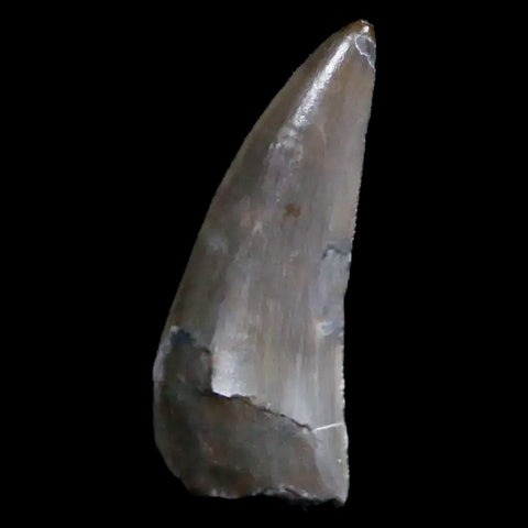0.9" Postosuchus Rauisuchid Archosaur Fossil Tooth Chinle Formation AZ COA Display - Fossil Age Minerals