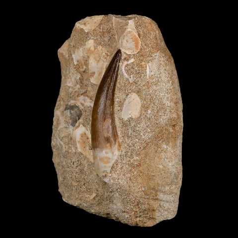 XL 2.3" Plesiosaur Zarafasaura Tooth Fossil In Matrix Cretaceous Dinosaur Era COA - Fossil Age Minerals