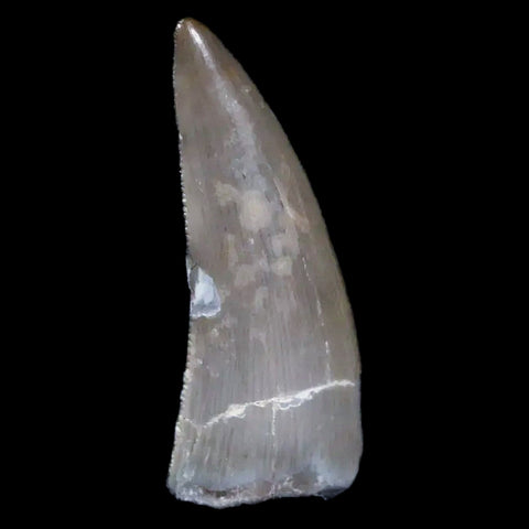 0.9" Postosuchus Rauisuchid Archosaur Fossil Tooth Chinle Formation AZ COA Display - Fossil Age Minerals