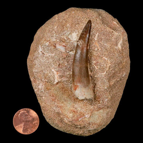 XL 2.1" Plesiosaur Zarafasaura Tooth Fossil In Matrix Cretaceous Dinosaur Era COA - Fossil Age Minerals