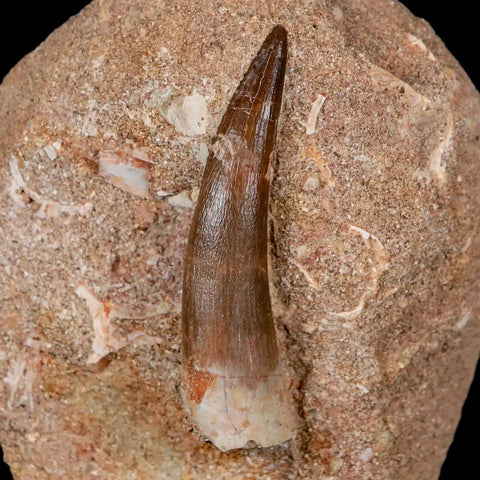 XL 2.1" Plesiosaur Zarafasaura Tooth Fossil In Matrix Cretaceous Dinosaur Era COA - Fossil Age Minerals