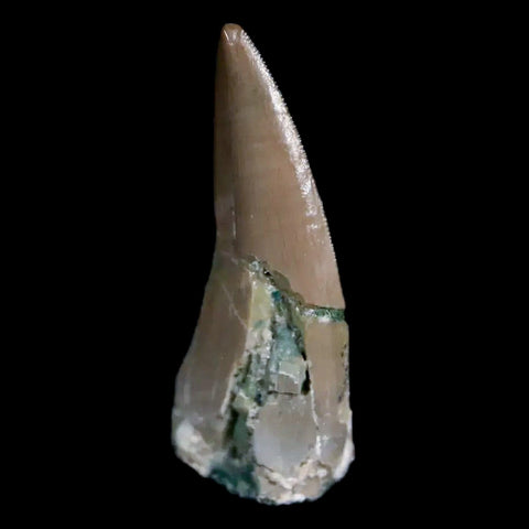 0.7" Postosuchus Rauisuchid Archosaur Fossil Tooth Chinle Formation AZ COA Display - Fossil Age Minerals