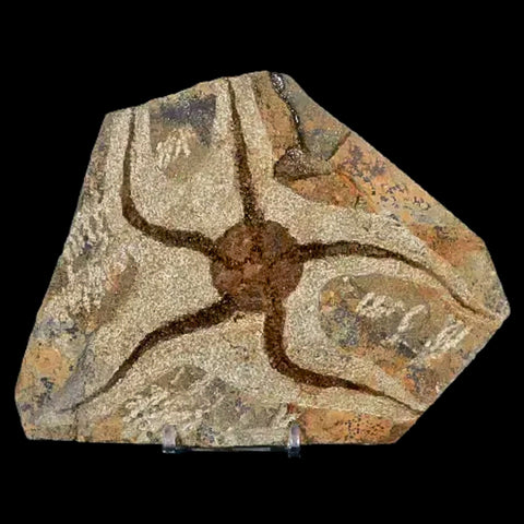 5.1" Brittlestar Ophiura Sp Starfish Fossil Ordovician Age Morocco COA & Stand - Fossil Age Minerals