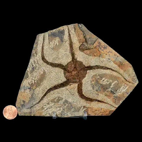 5.1" Brittlestar Ophiura Sp Starfish Fossil Ordovician Age Morocco COA & Stand - Fossil Age Minerals