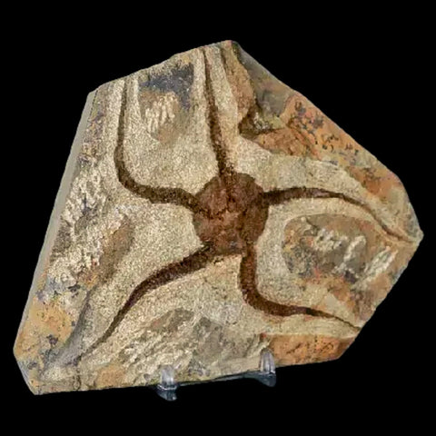 5.1" Brittlestar Ophiura Sp Starfish Fossil Ordovician Age Morocco COA & Stand - Fossil Age Minerals