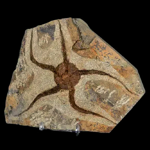 5.1" Brittlestar Ophiura Sp Starfish Fossil Ordovician Age Morocco COA & Stand - Fossil Age Minerals